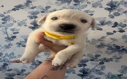 Mixed Breed dogs for sale: Beautiful Puppies looking for their forever home♥️ - Image 7