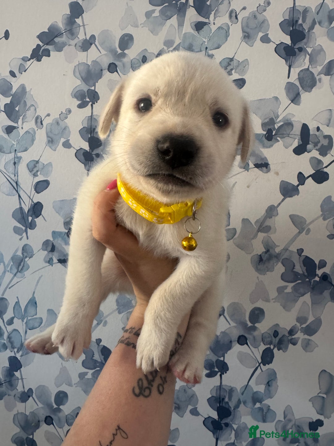 Mixed Breed dogs for sale: Beautiful Puppies looking for their forever home♥️ - Image 7