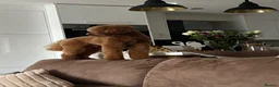 Maltipoo dogs for stud: Beautiful healthy Maltipoo F1 Boy for stud - Advert 1