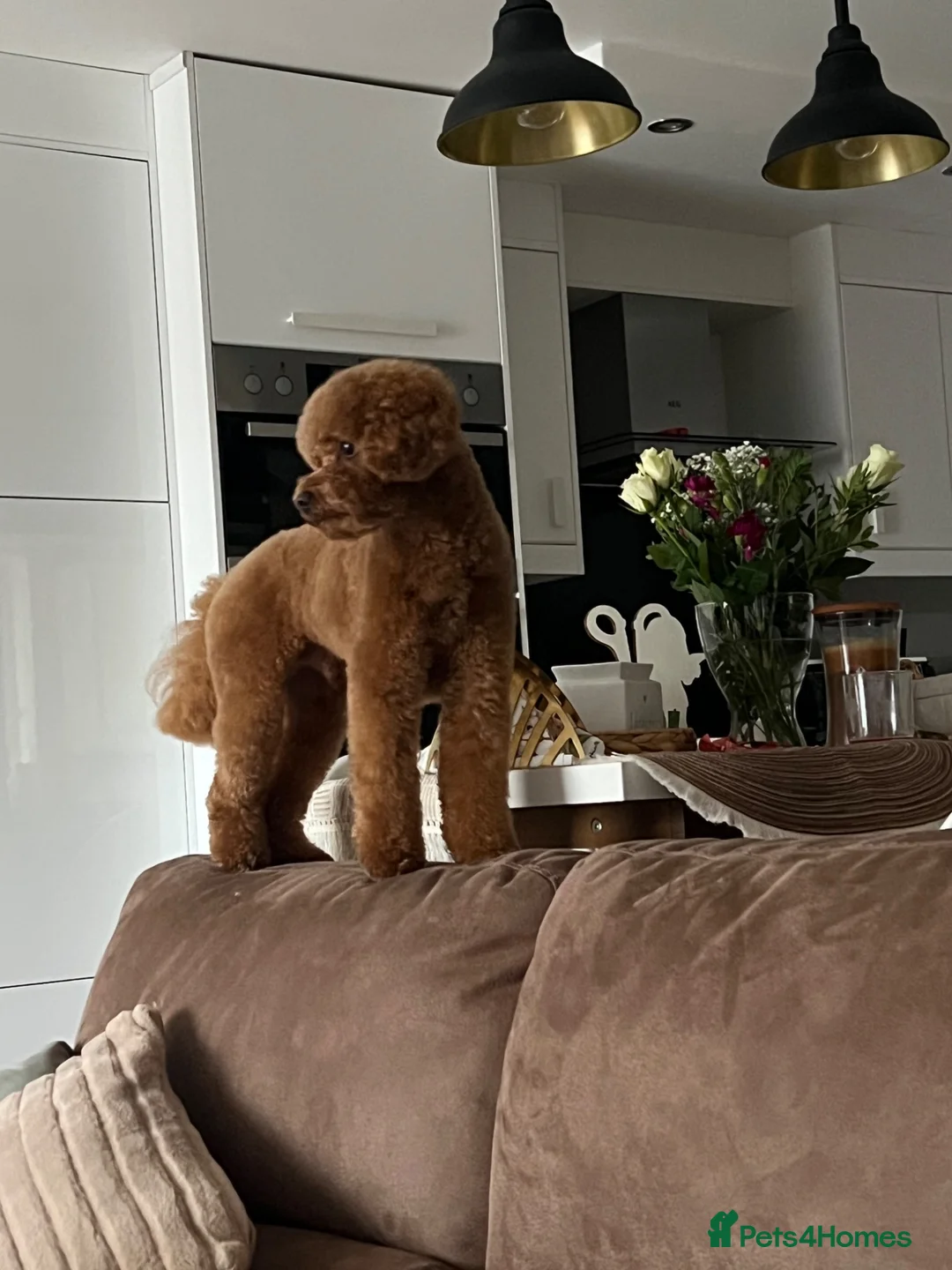 Maltipoo dogs for stud: Beautiful healthy Maltipoo F1 Boy for stud - Advert 1