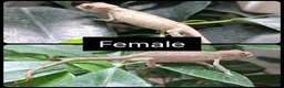 Chameleon reptiles for sale: Male and Female baby Ambilobe Panther Chameleons  in Trowbridge - Advert 3