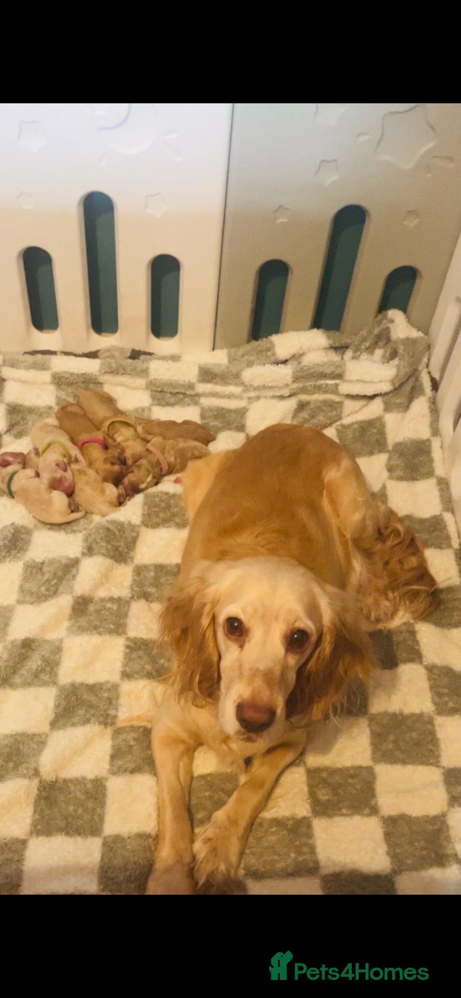 Cockapoo dogs Stunning litter of F1 cockapoo puppies  - Advert 1