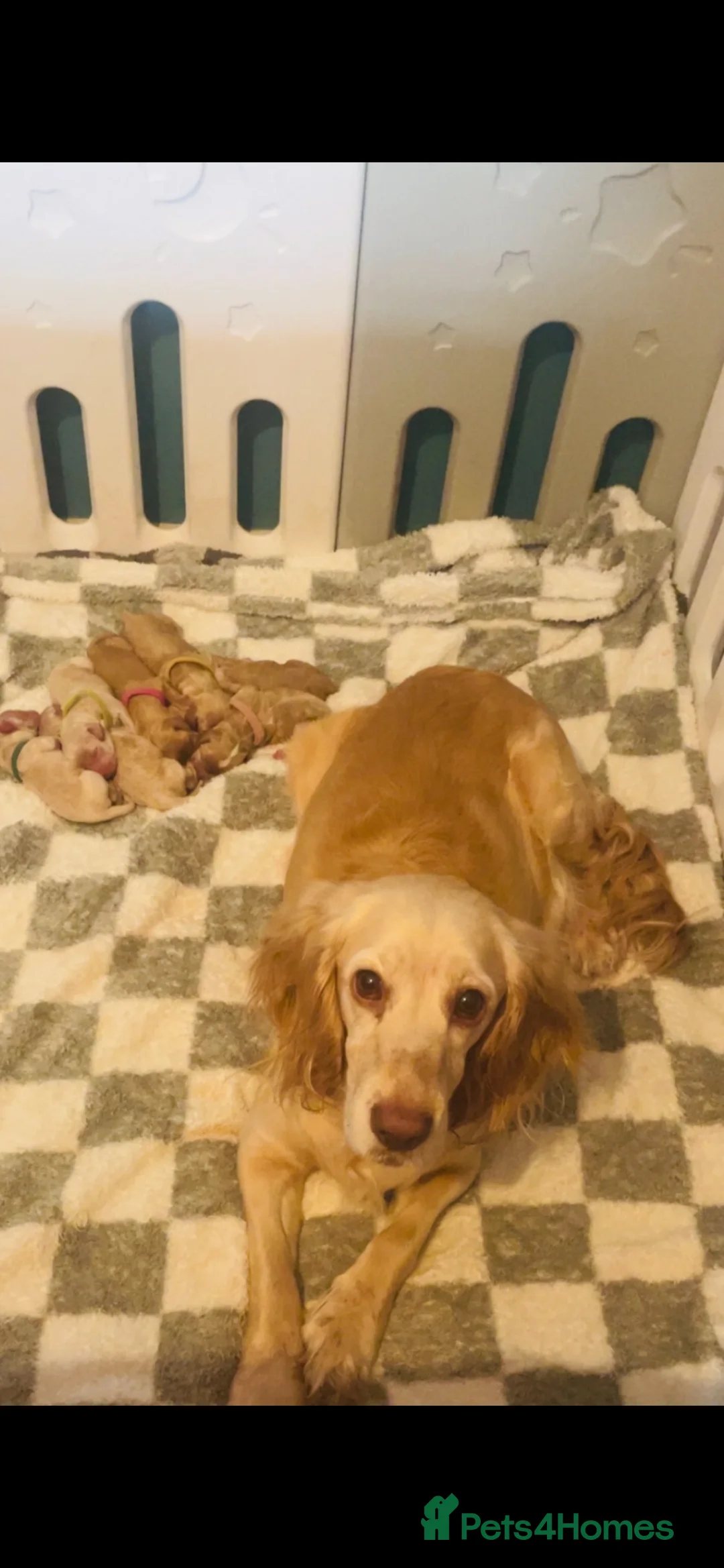 Cockapoo dogs for sale: Stunning litter of F1 cockapoo puppies  in Gravesend - Advert 1
