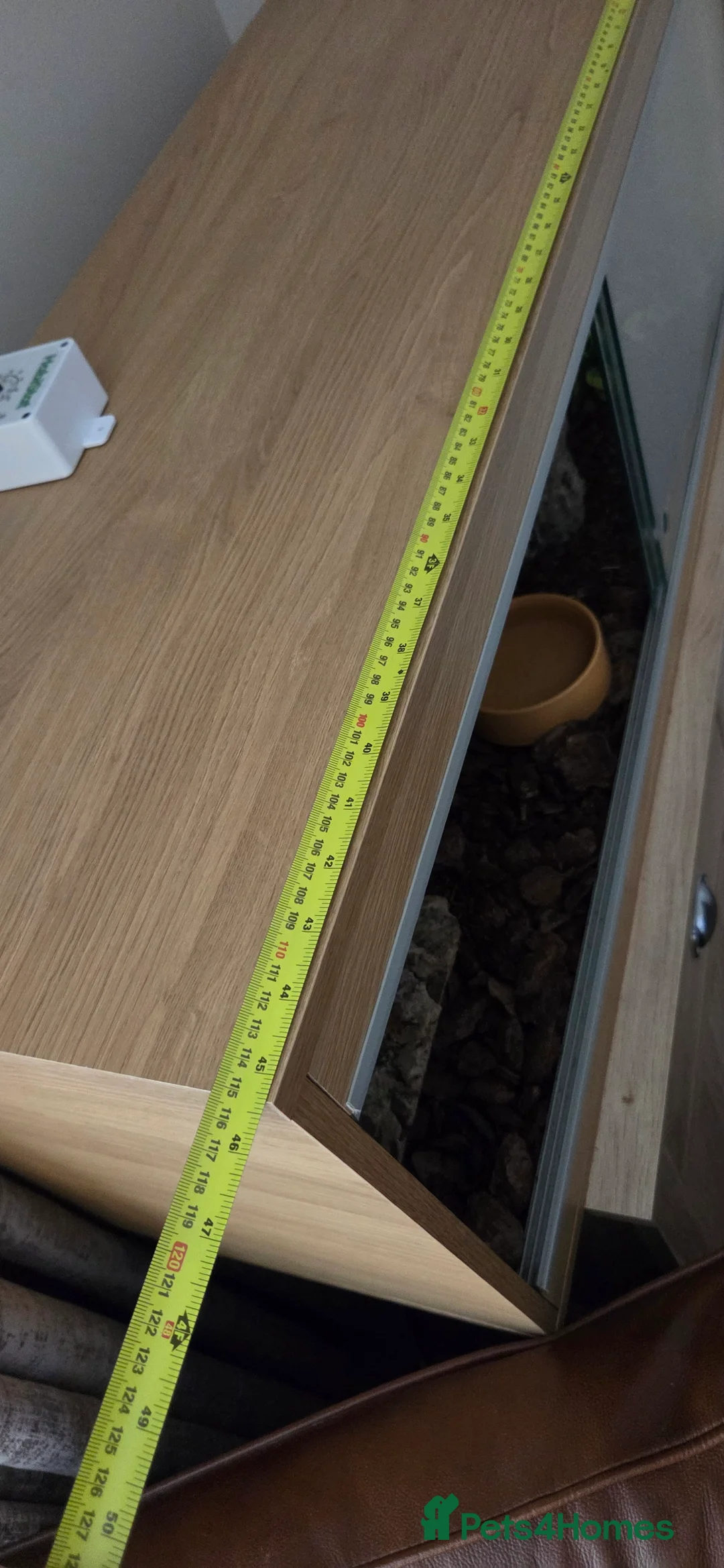 Python Snake reptiles for sale: Banana royal python  - Advert 24