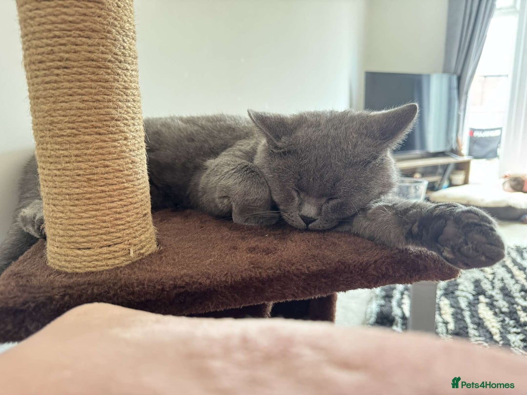 British Shorthair cats for sale: Teddy - Blue British Shorthair / Age 3  - Advert 4