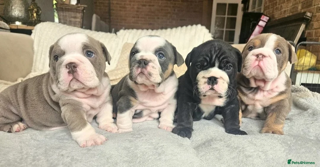 English Bulldog dogs for sale: Sweet, Playful English Bulldog Puppies Ready Soon! - Advert 1