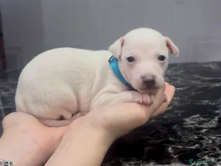 Italian Greyhound dogs Exceptionally Well-Bred Italian Greyhound Puppies - Advert 3