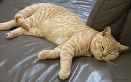 British Shorthair cats for sale: British Short Hair Cream Kitten in London - Image 3