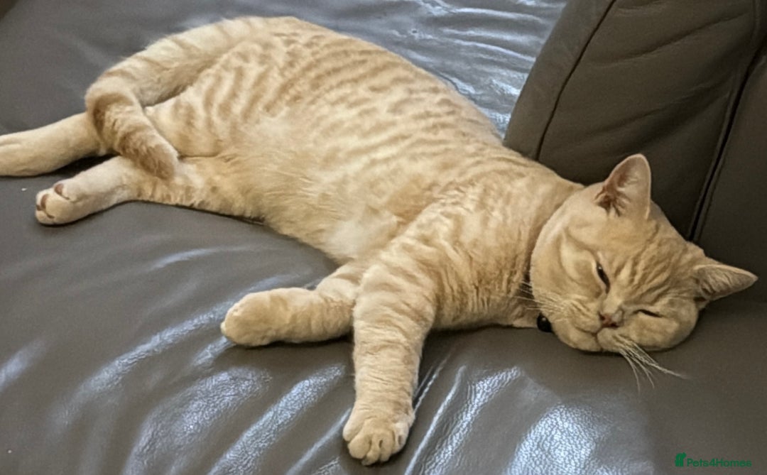 British Shorthair cats for sale: British Short Hair Cream Kitten in London - Image 3