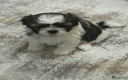 Shih Tzu dogs for sale: Gorgeous full breed Shih Tzu puppies - Image 8