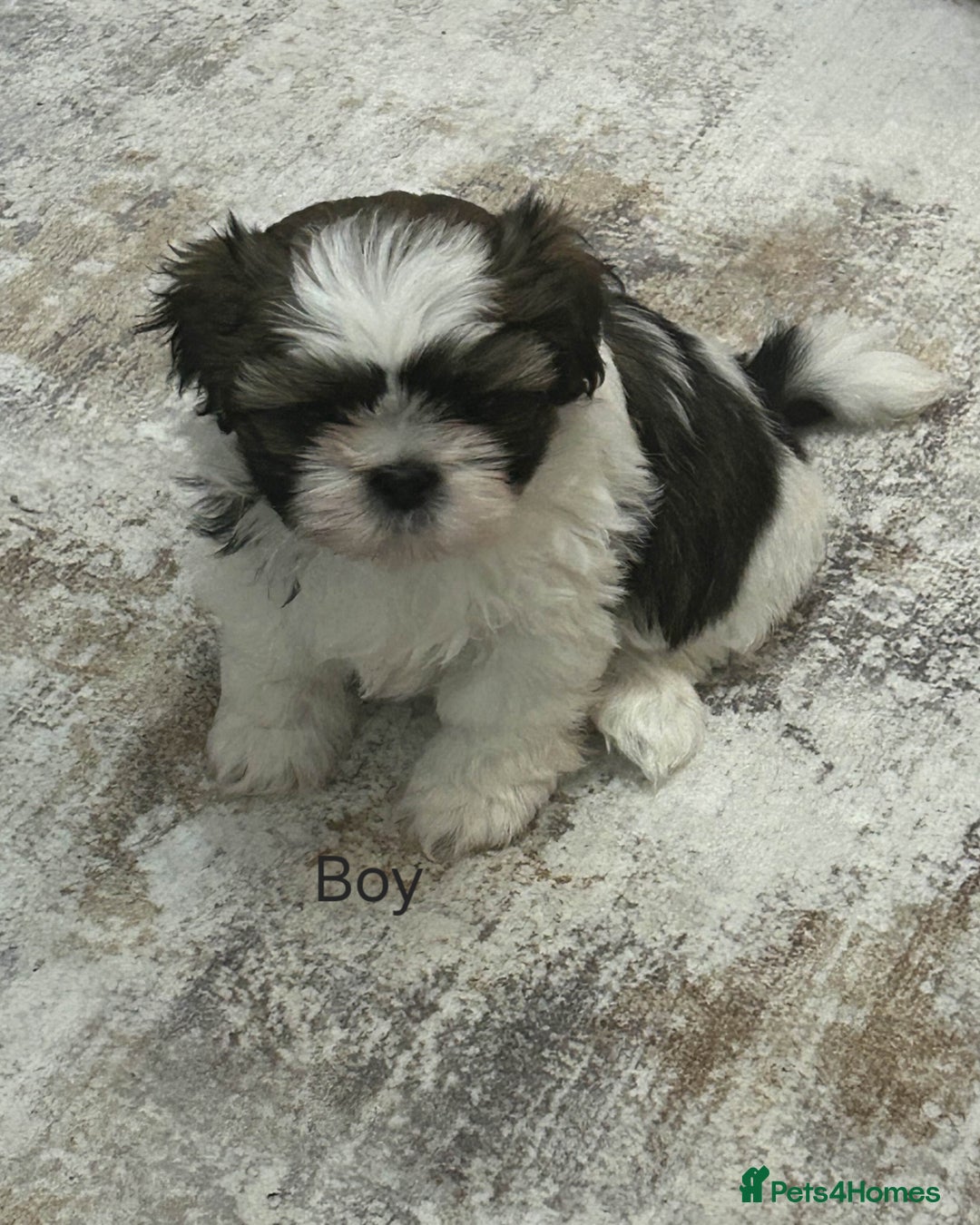 Shih Tzu dogs for sale: Gorgeous full breed Shih Tzu puppies - Image 8