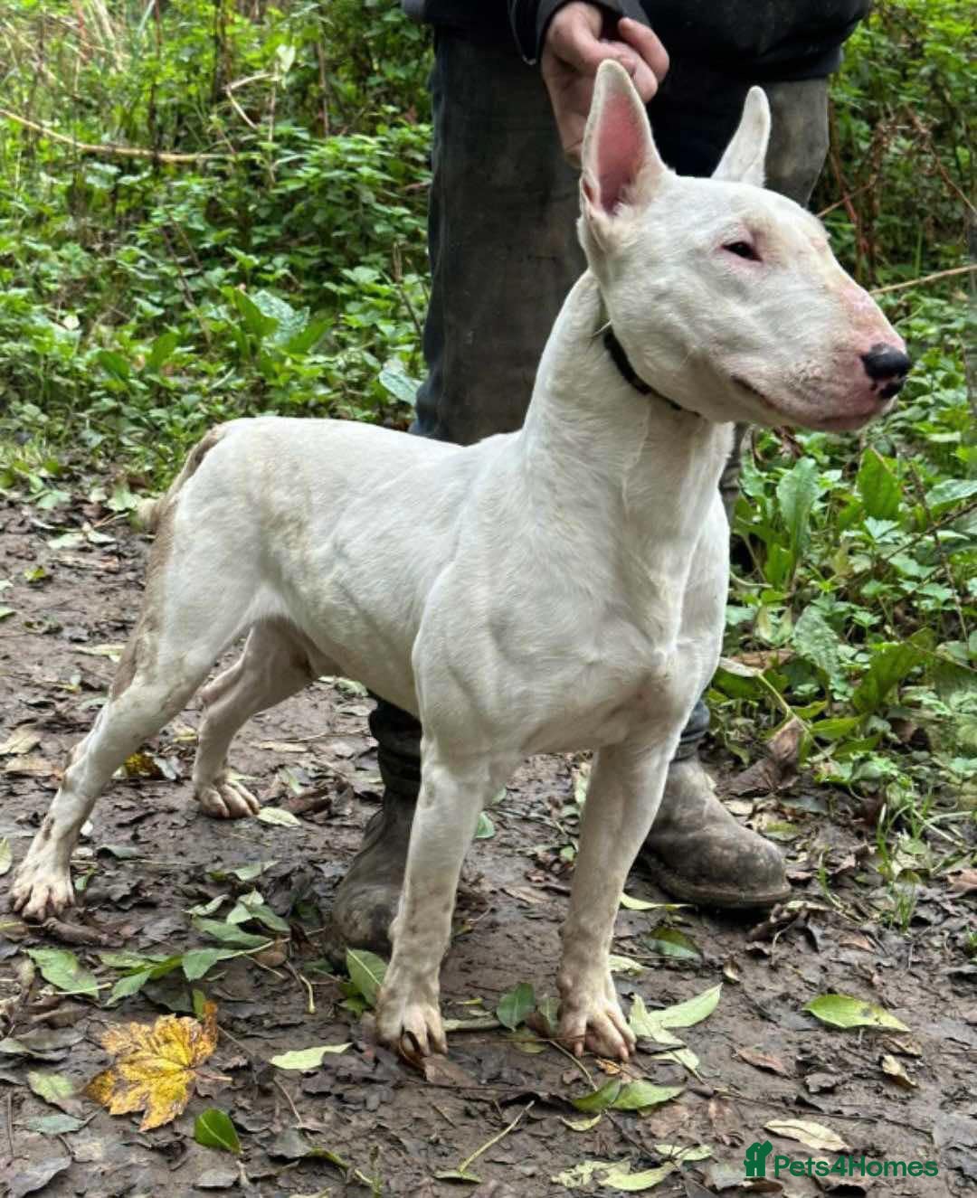 English Bull Terrier dogs for sale: English bull terrier male puppy  - Advert 4