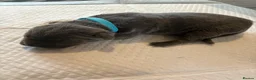 Cane Corso dogs for sale: 7 beautiful cane corso pups - Advert 2