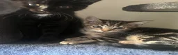 Bengal cats for sale: Beautiful Bengal x tabby mixed kitten  - Advert 7