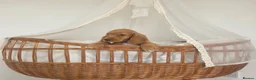 Cocker Spaniel dogs for sale: Golden and Black working type cocker spaniels - Advert 23