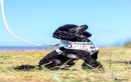 Toy Poodle dogs for stud: Black Phantom Toy Poodle PROVEN - Image 3