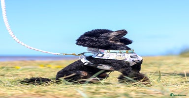 Toy Poodle dogs - Advert 4