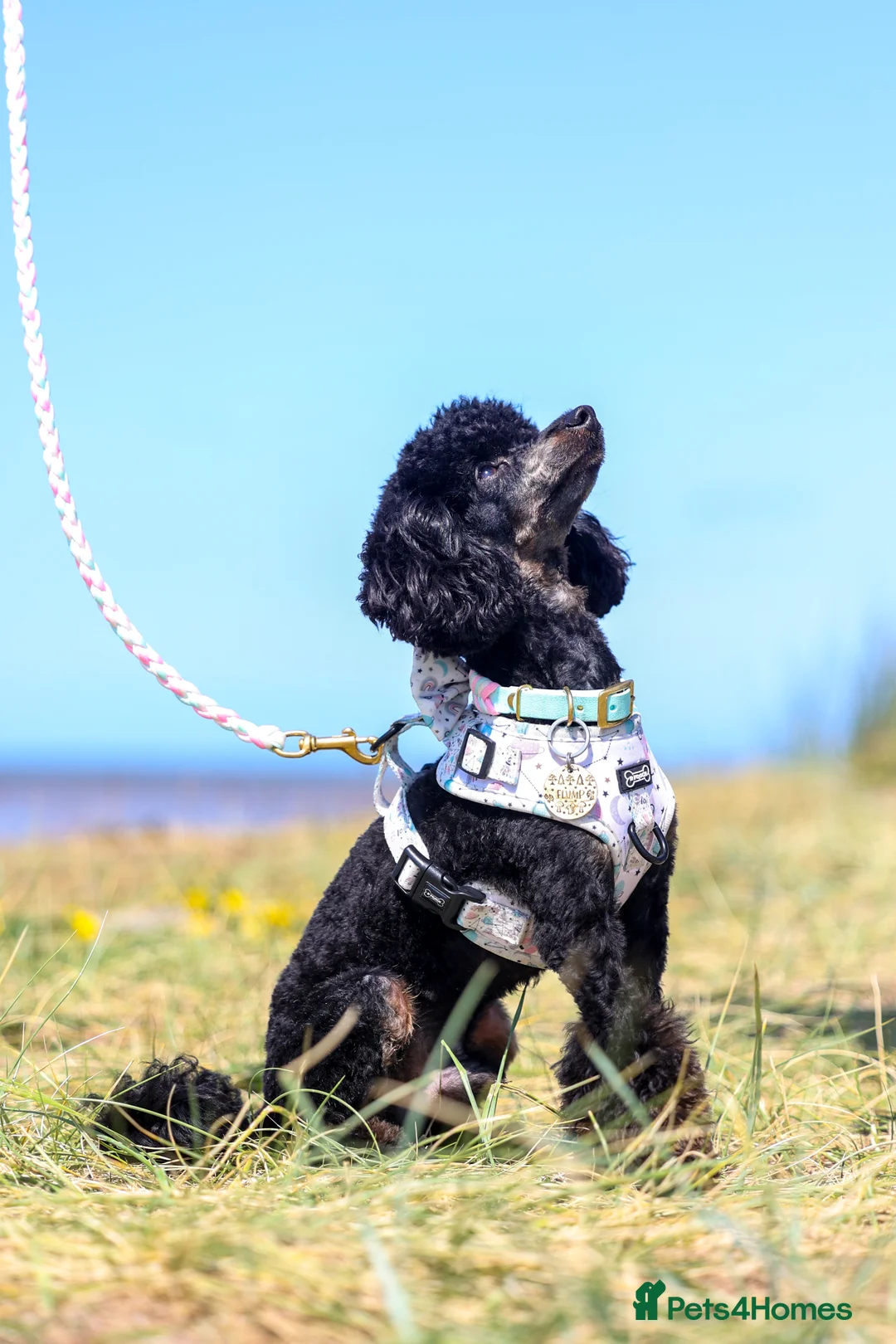 Toy Poodle dogs for stud: Black Phantom Toy Poodle PROVEN - Advert 3