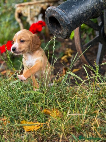 Cockerdor dogs - Advert 1