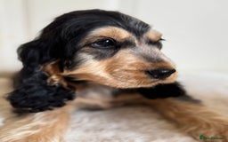 Cocker Spaniel dogs for sale: Last 2 boys fully vaccinated health checked  - Image 32