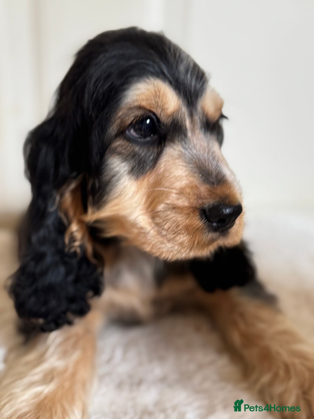 Cocker Spaniel dogs for sale: Last 2 boys fully vaccinated health checked  - Image 32
