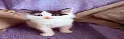 Mixed Breed cats for sale: Beautiful fluffy kittens  - Advert 3
