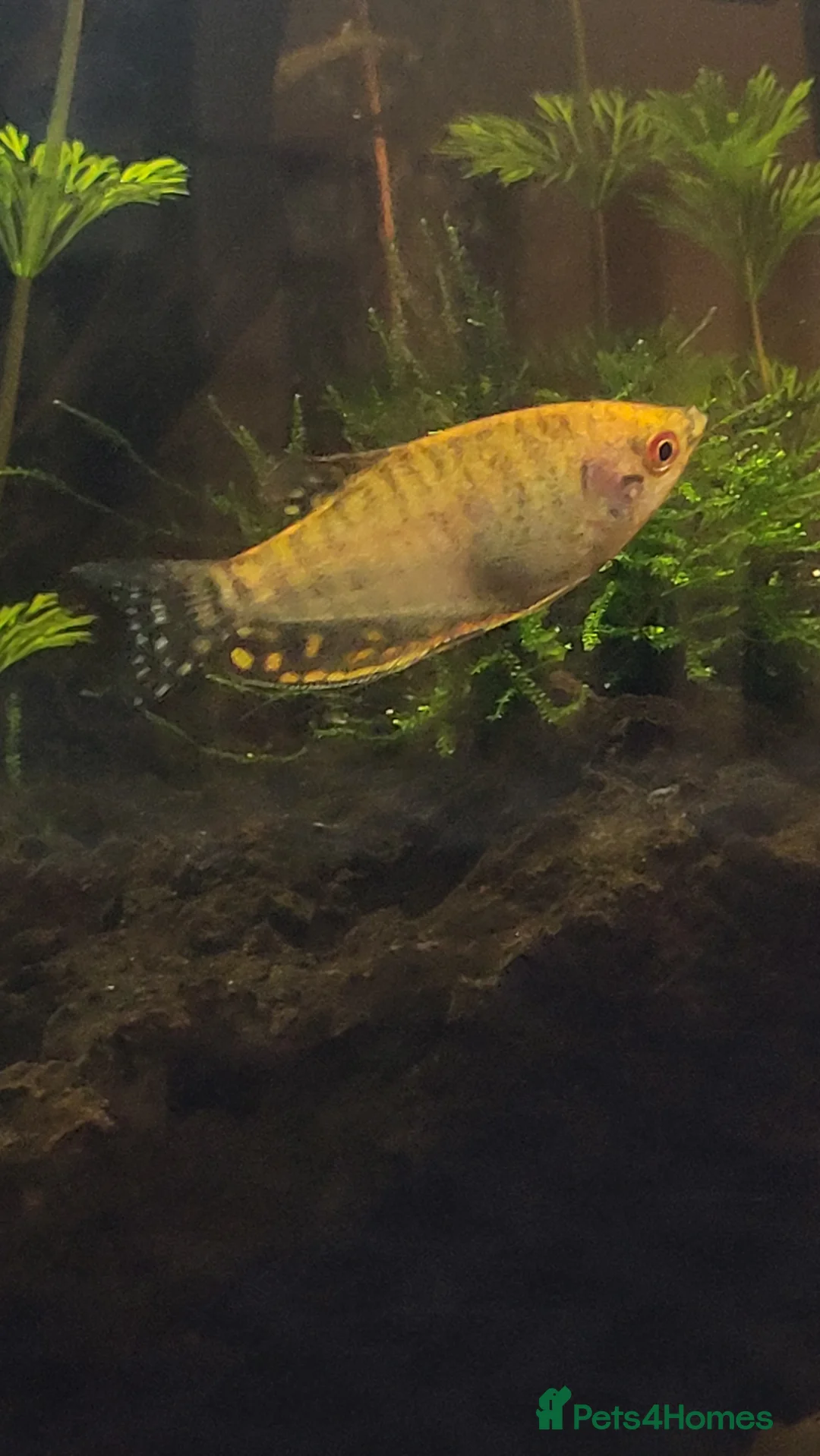 Gouramis fish for sale: Fish for sale - Advert 11