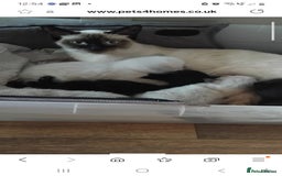 British Shorthair cats for sale: Beautiful kitten - Image 3