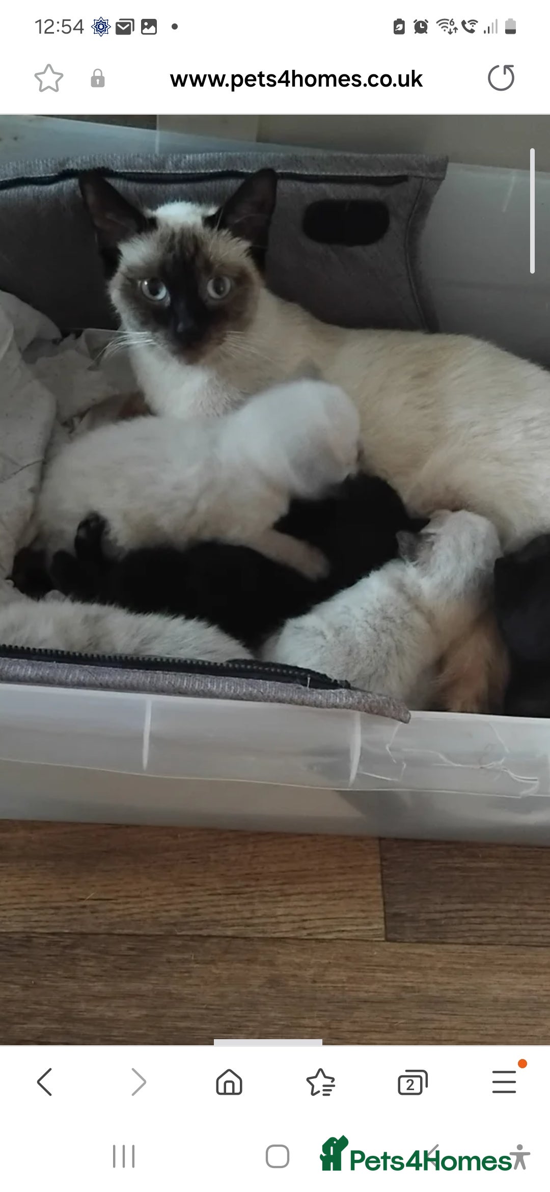 British Shorthair cats for sale: Beautiful kitten - Image 3
