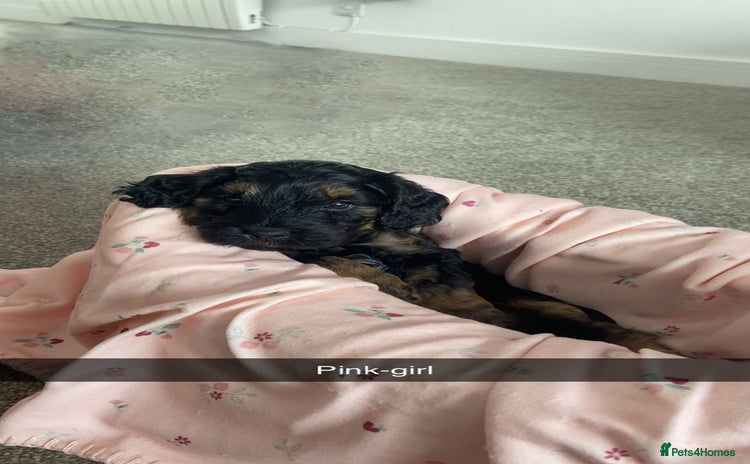 Cockapoo dogs - Advert 2