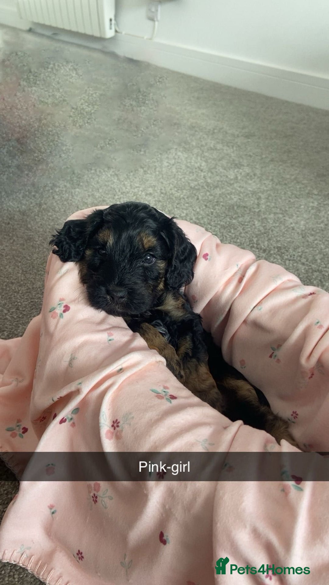 Cockapoo dogs for sale: Beautiful tri cockerpoos  - Image 2