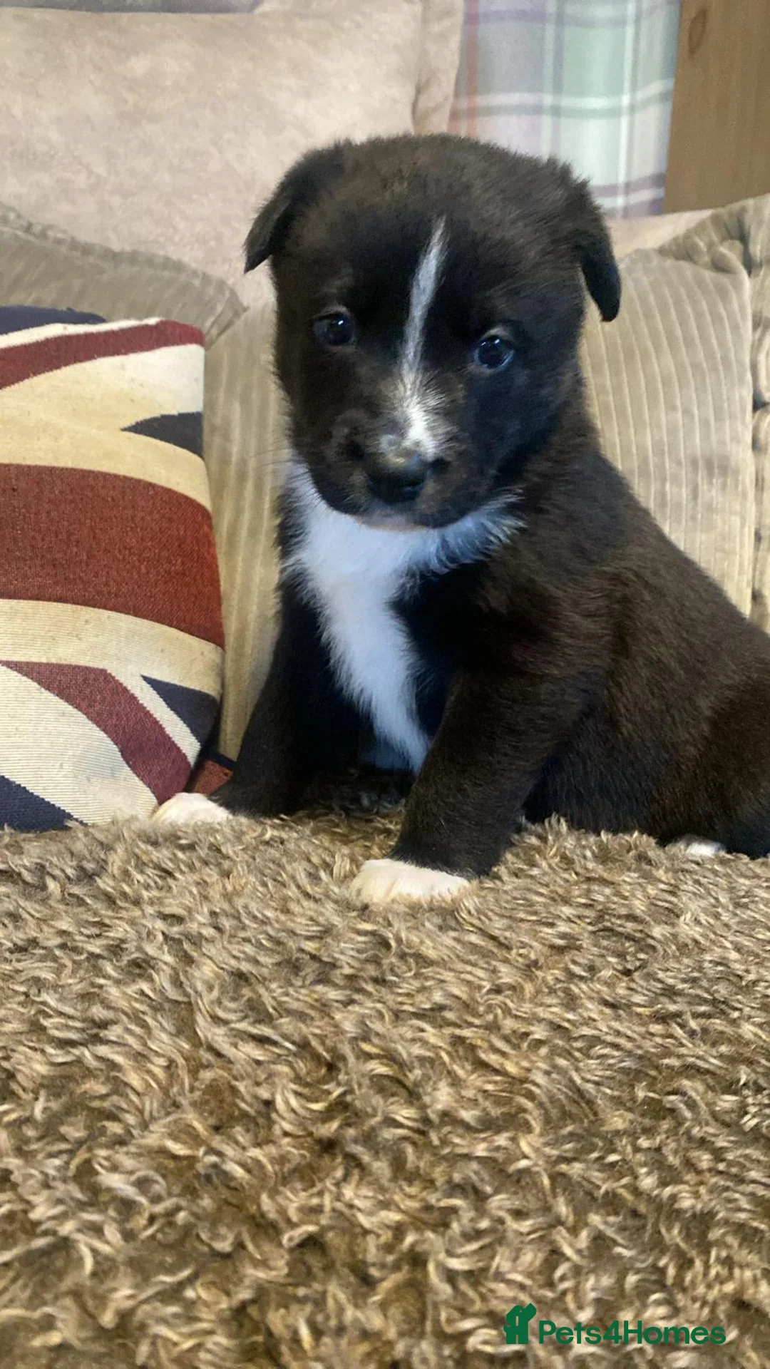 Mixed Breed dogs for sale: border collie x German shepherd \ Belgian puppys - Advert 9