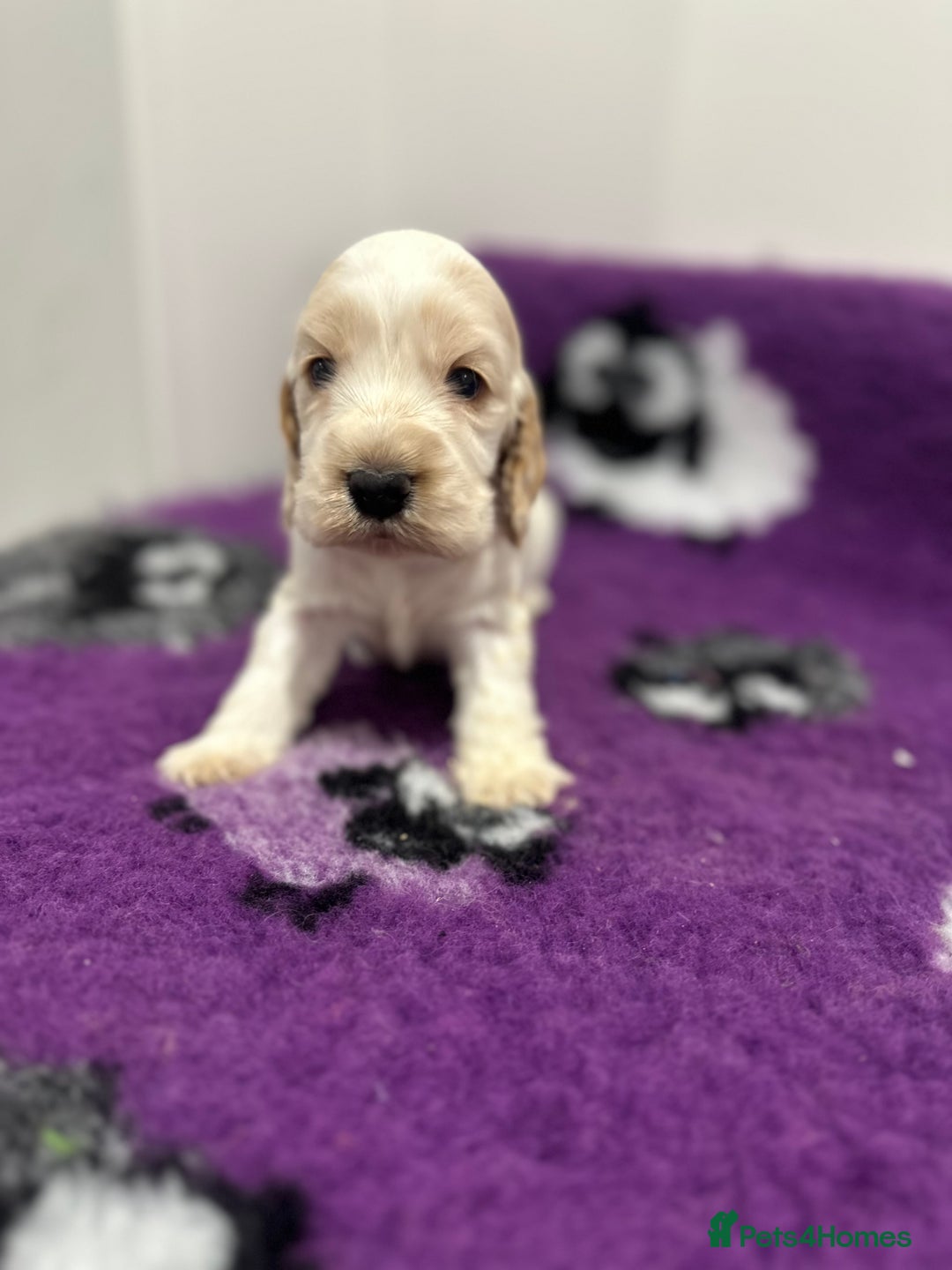 Cocker Spaniel dogs for sale: 4 Show Type Cocker Spaniel Puppy’s 🐶 - Advert 5