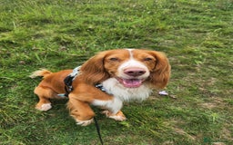 Cocker Spaniel dogs for stud: Cocker spaniel for stud - Image 2