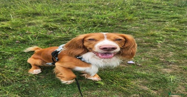 Cocker Spaniel dogs - Advert 15