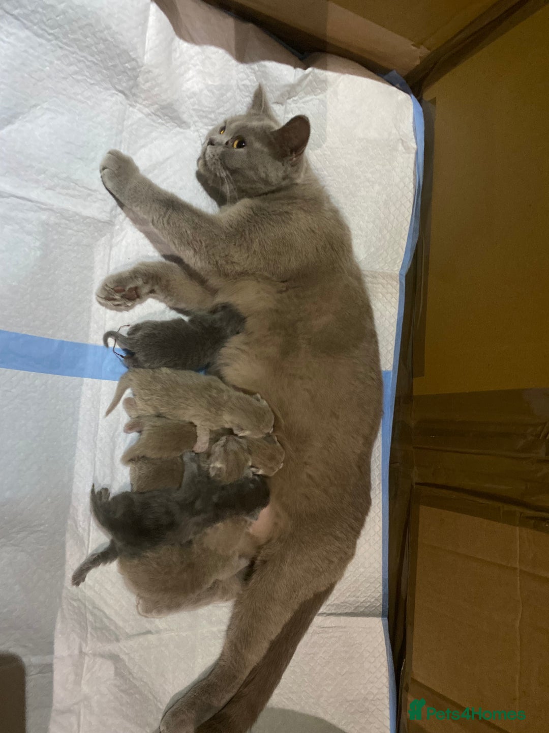 British Shorthair cats for sale: Stunning British shorthair kittens - Advert 6