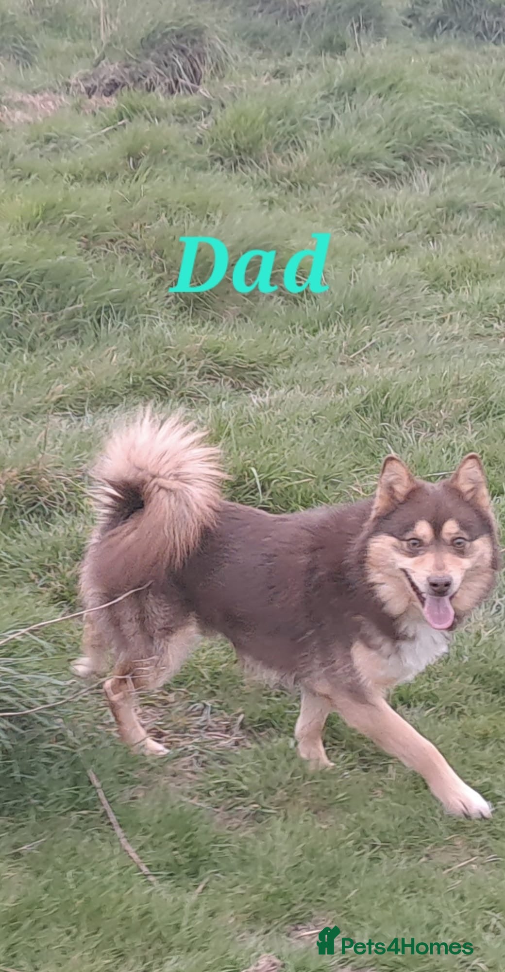 Pomsky dogs Reduced different colours F4 Pomskys - Advert 2