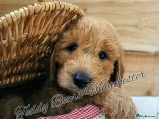 Mini Goldendoodle dogs Stunning home-bred F1 Goldendoodle GIRL - Advert 17