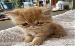 Exotic cats for sale: Exotic pedigree kittens  - Image 17