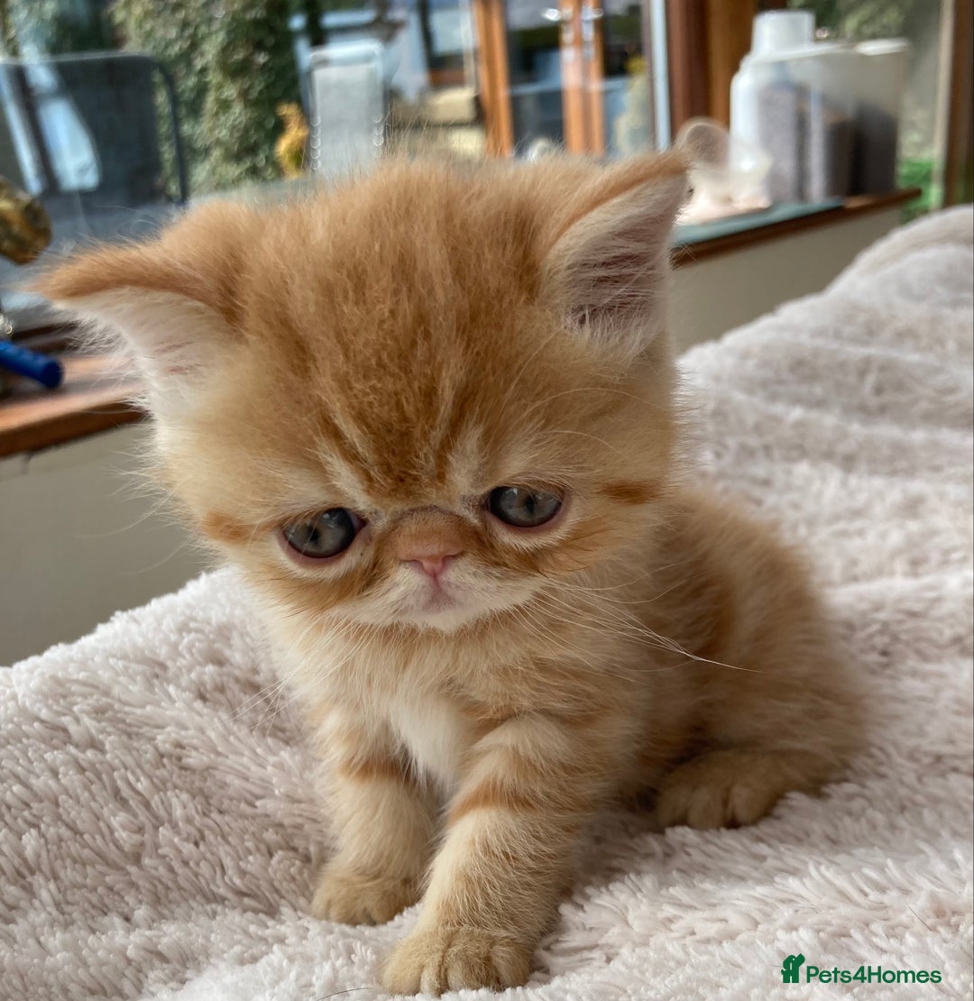 Exotic cats for sale: Exotic pedigree kittens  - Image 17