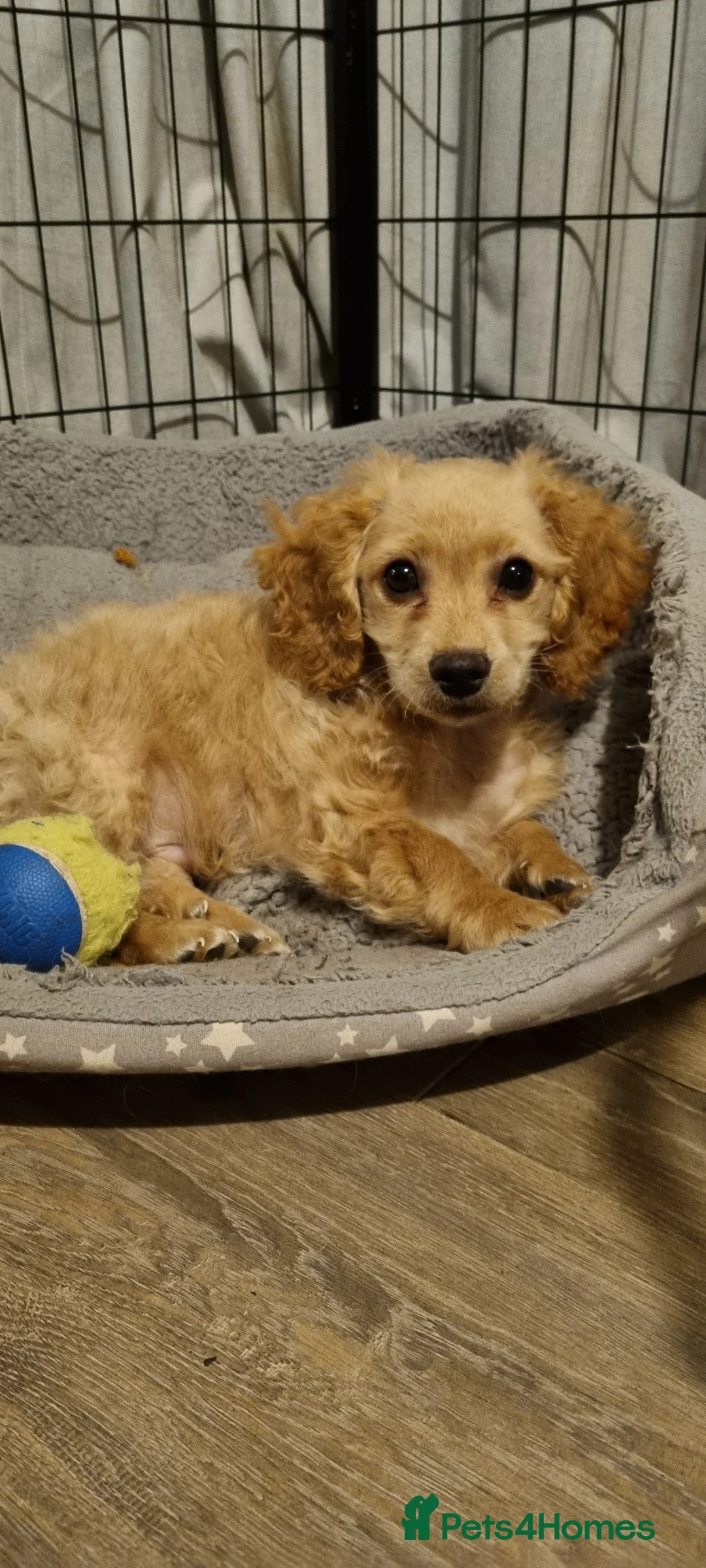Cavapoo dogs for sale: Beautiful litter of Cavapoo puppies - Advert 9