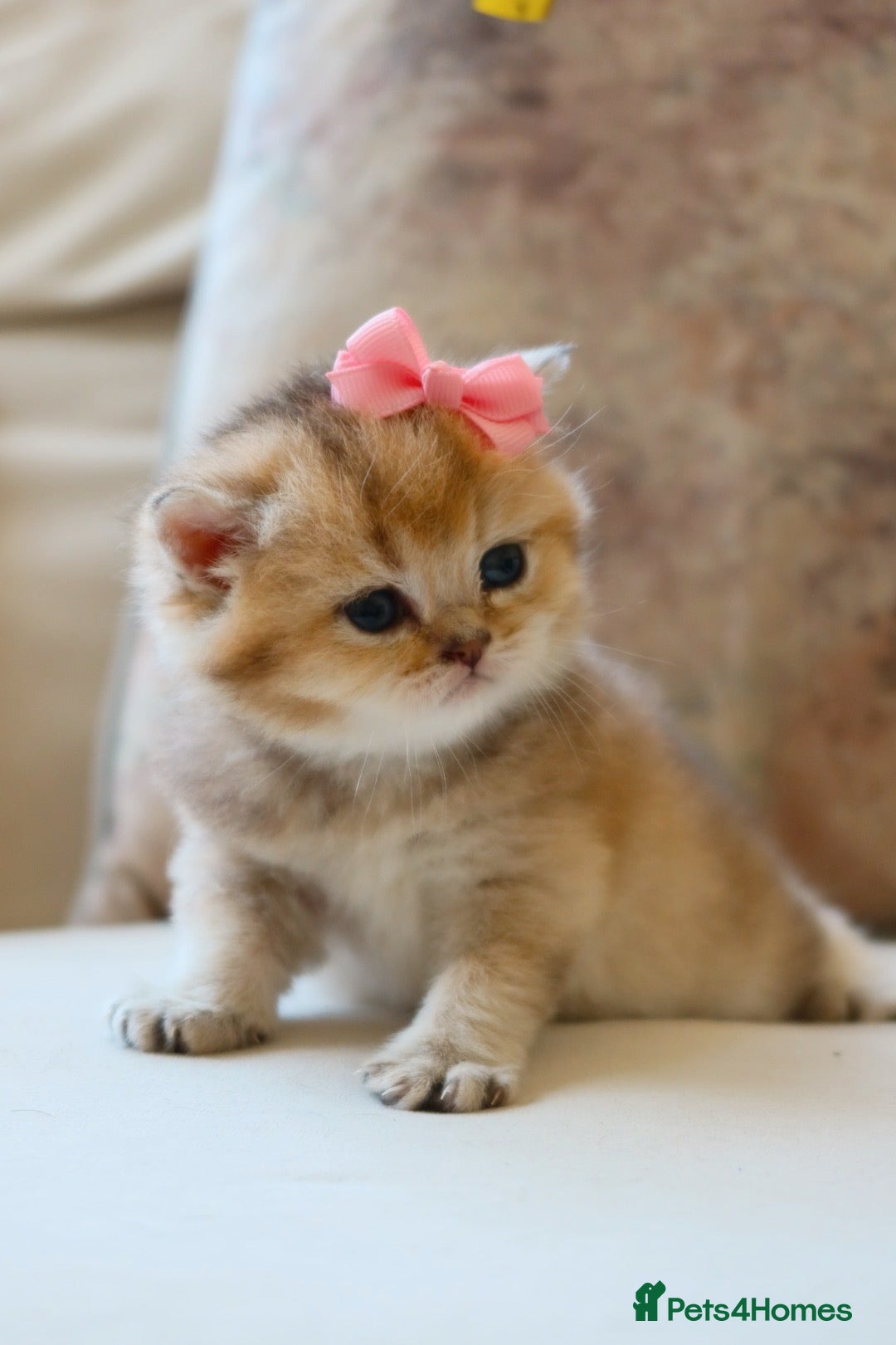 British Shorthair cats for sale: Golden British Shorthair Girl Kitten - Registered - Advert 4