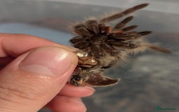 Tarantulas invertebrates for sale: Male juvenile curly hair tarantula t. albopilosus - Image 3