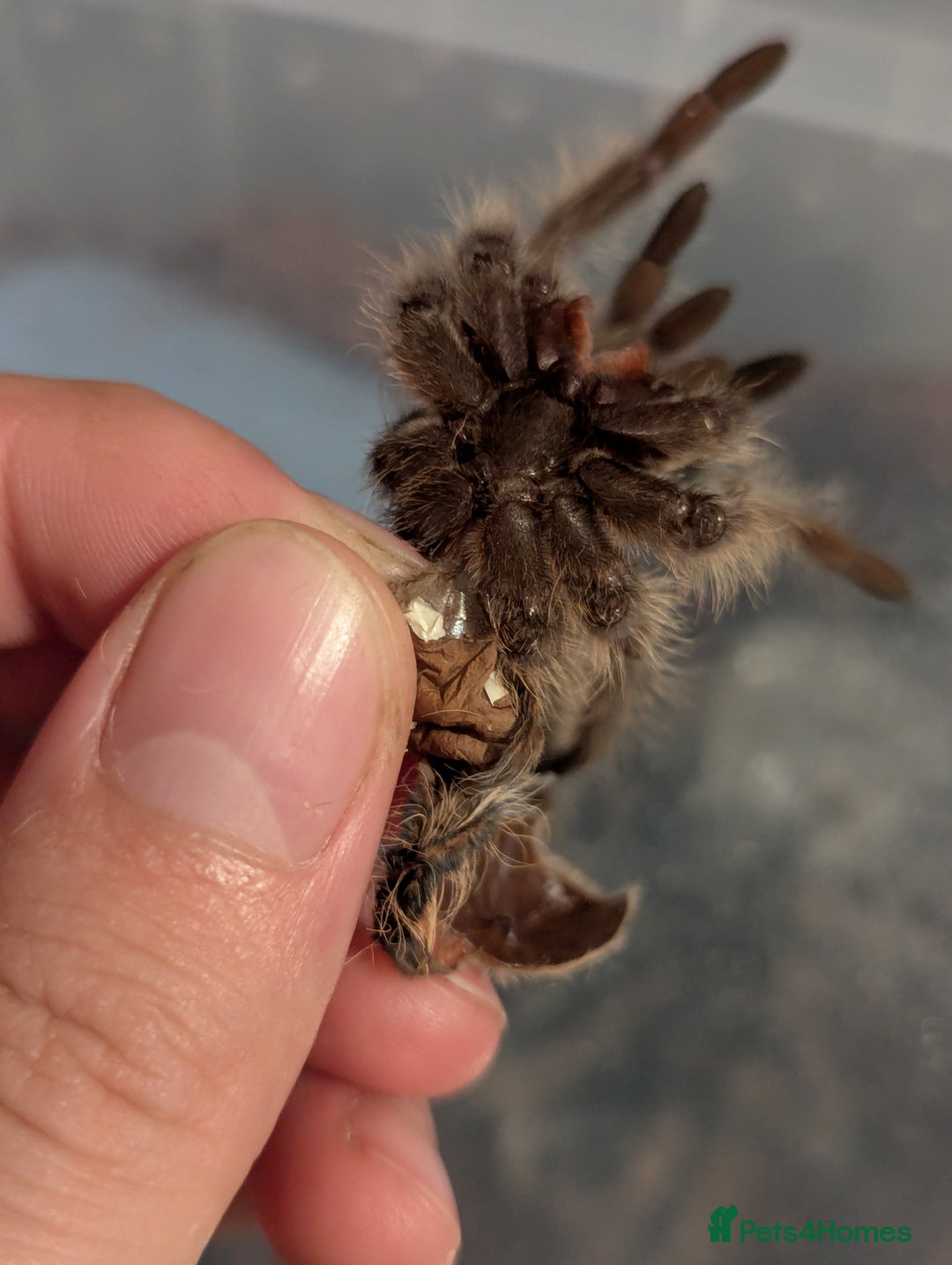 Tarantulas invertebrates for sale: Male juvenile curly hair tarantula t. albopilosus - Image 3