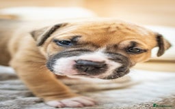 American Bull Staffy dogs for sale: American Staffordshire Bull Terriers - Image 12