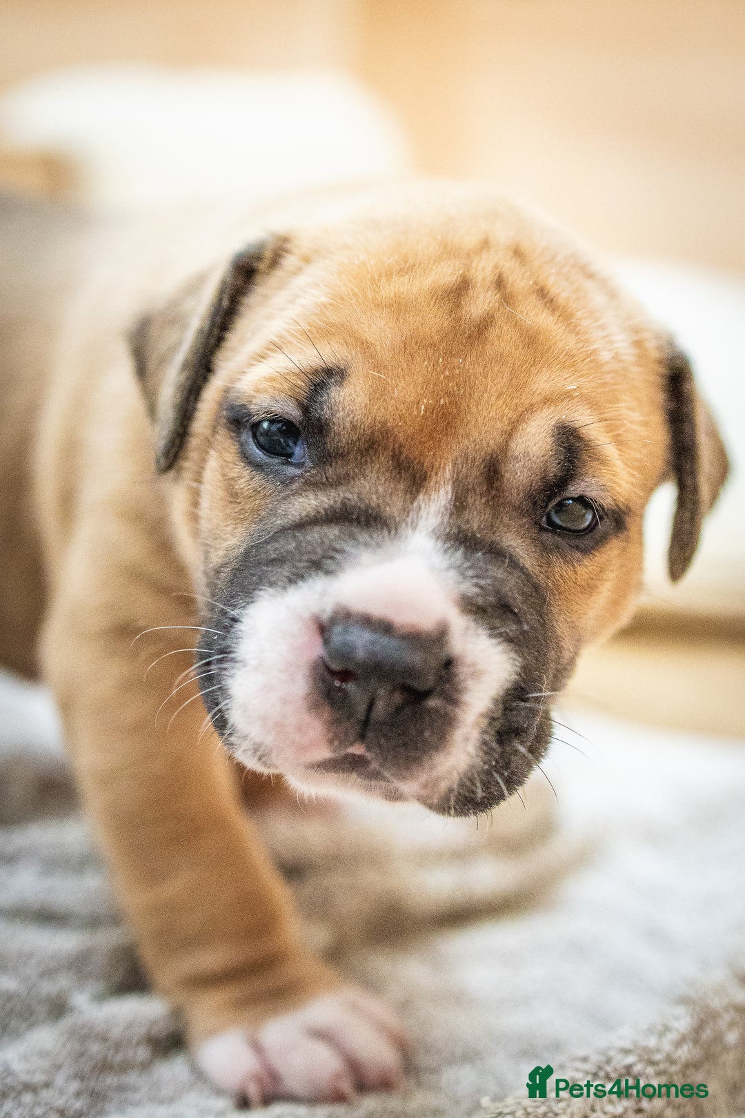 American Bull Staffy dogs for sale: American Staffordshire Bull Terriers - Image 12