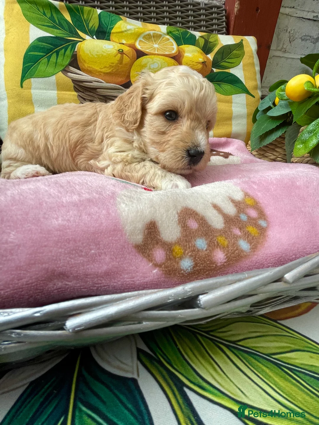 Maltipoo dogs for sale: Gorgeous maltipoo puppies  - Advert 12