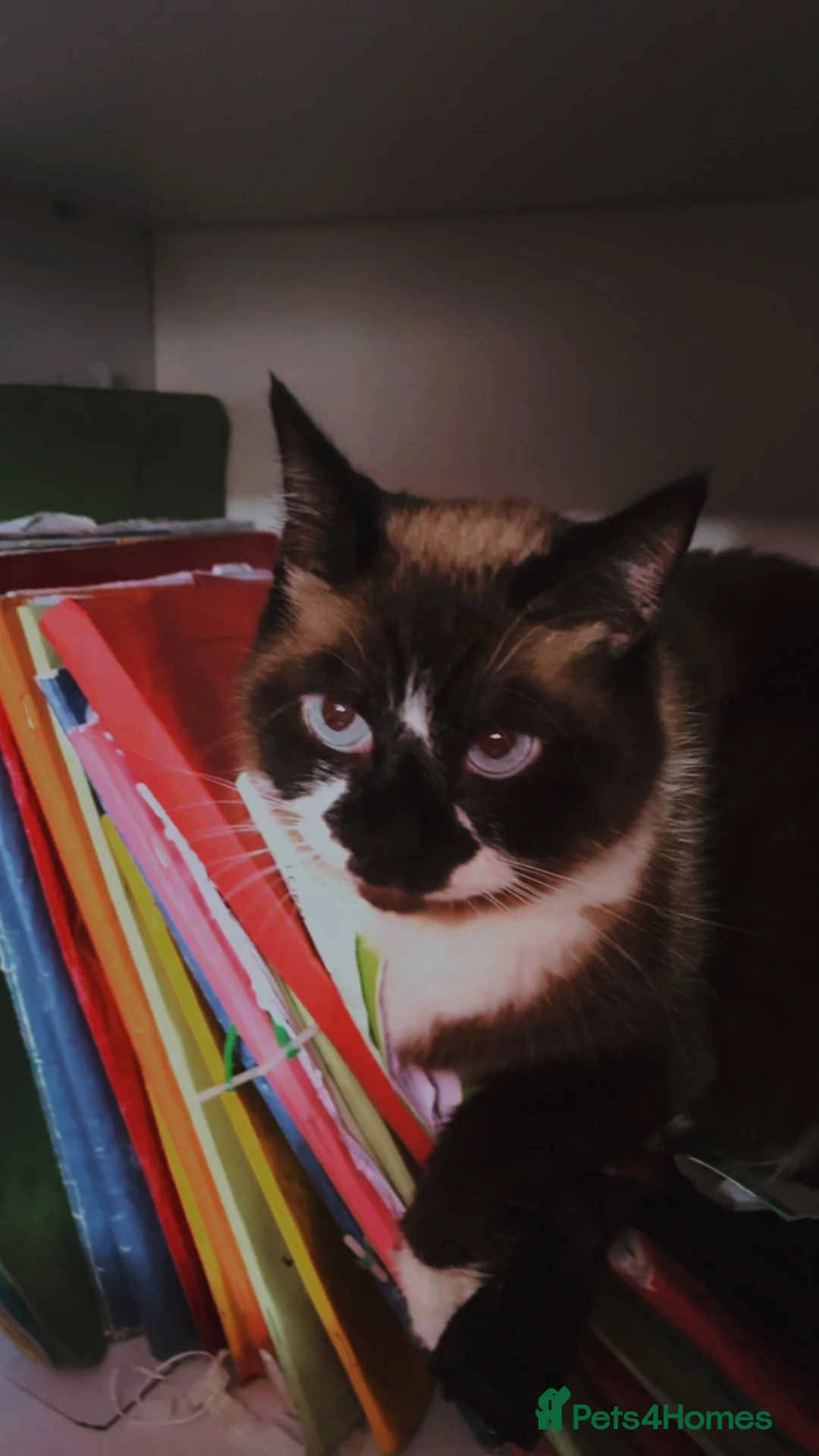 Ragdoll cats for sale: Lulu 7 year old female need to be rehomed ASAP - Advert 1