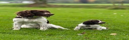 English Springer Spaniel dogs for stud: English Springer Spaniel for stud. in Colyton - Advert 2