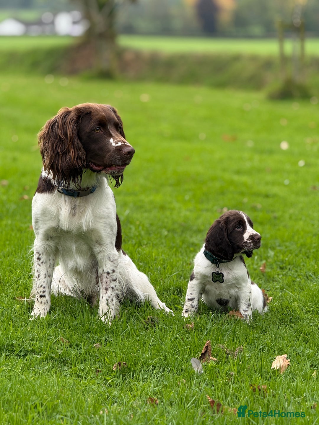 English Springer Spaniel dogs for stud: English Springer Spaniel for stud. in Colyton - Advert 2